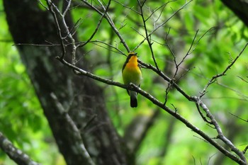 キビタキ 平筒沼(宮城県登米市) 2016年5月6日(金)