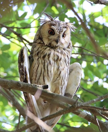 Long-eared Owl Watarase Yusuichi (Wetland) Mon, 6/8/2020