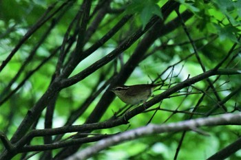 Asian Stubtail 若山ダム(石川県珠洲市) Thu, 6/25/2020