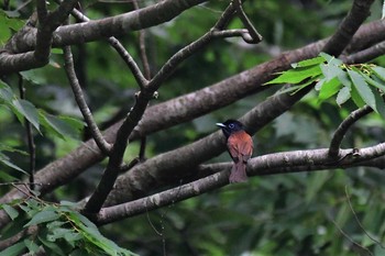 2020年6月25日(木) 若山ダム(石川県珠洲市)の野鳥観察記録