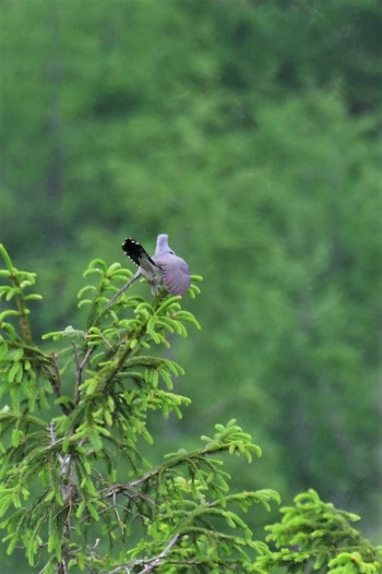 2020年6月21日(日) 霧ヶ峰高原の野鳥観察記録