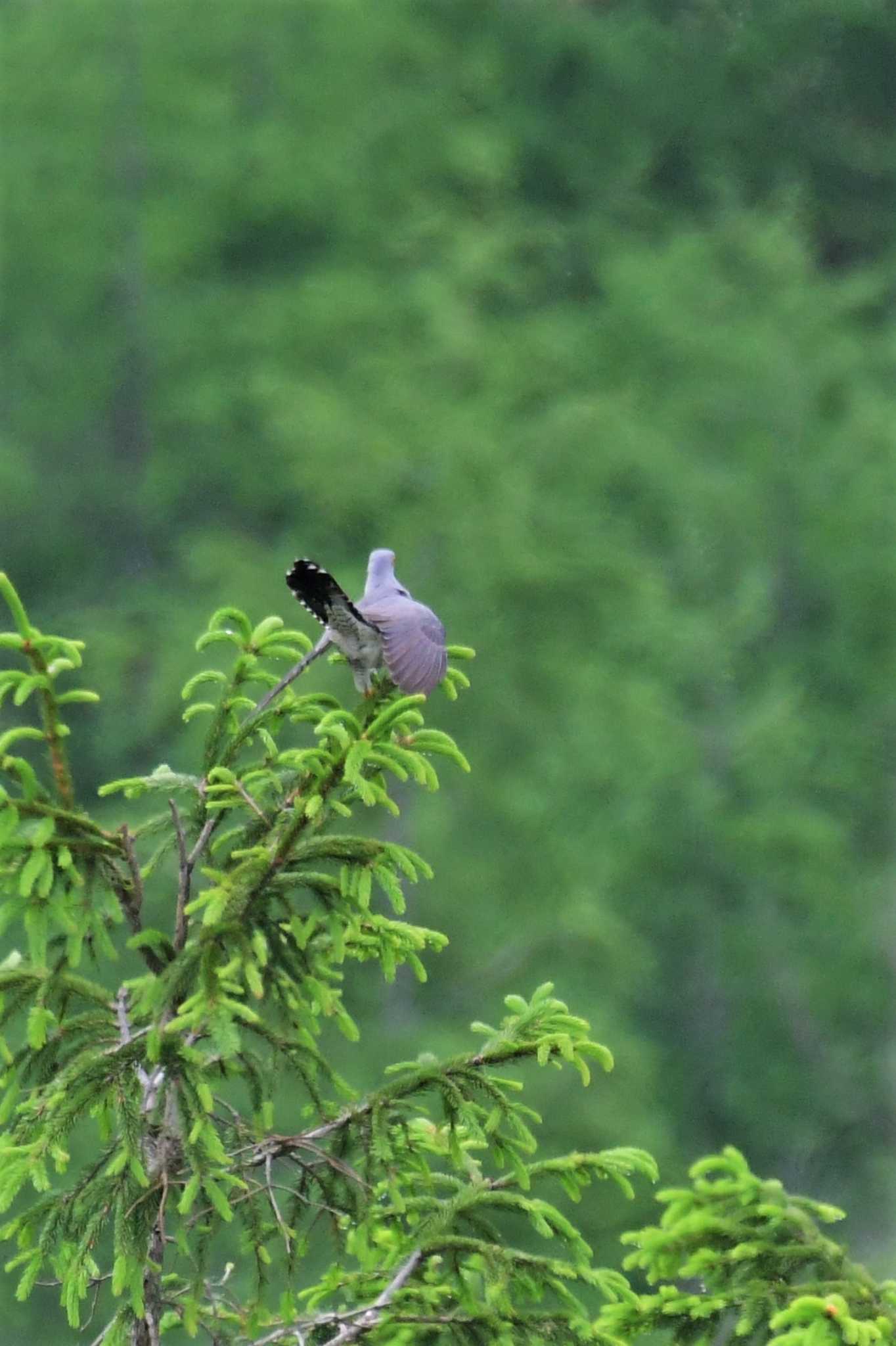 Photo of Common Cuckoo at Kirigamine Highland by Semal