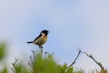 ノビタキ 霧ヶ峰高原 2020年6月21日(日)