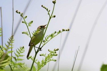 Black-browed Reed Warbler Kirigamine Highland Sun, 6/21/2020