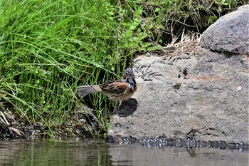 Chestnut-eared Bunting Kirigamine Highland Sun, 6/21/2020