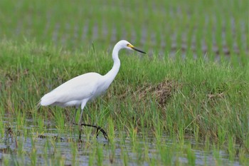 チュウサギ 邑知潟 2020年5月25日(月)