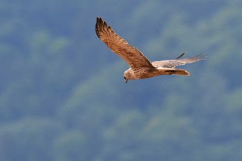 Eastern Marsh Harrier 邑知潟 Mon, 5/25/2020