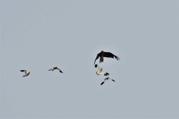 Grey-headed Lapwing 邑知潟 Mon, 5/25/2020