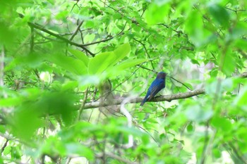 Blue-and-white Flycatcher 平筒沼(宮城県登米市) Fri, 5/6/2016