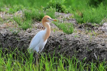 Eastern Cattle Egret 邑知潟 Mon, 5/25/2020