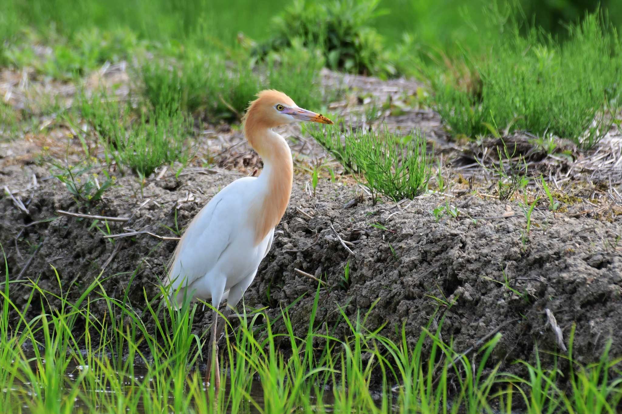 Photo of Eastern Cattle Egret at 邑知潟 by Semal