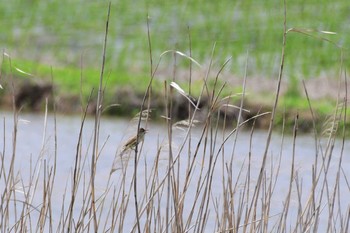 Oriental Reed Warbler 邑知潟 Mon, 5/25/2020