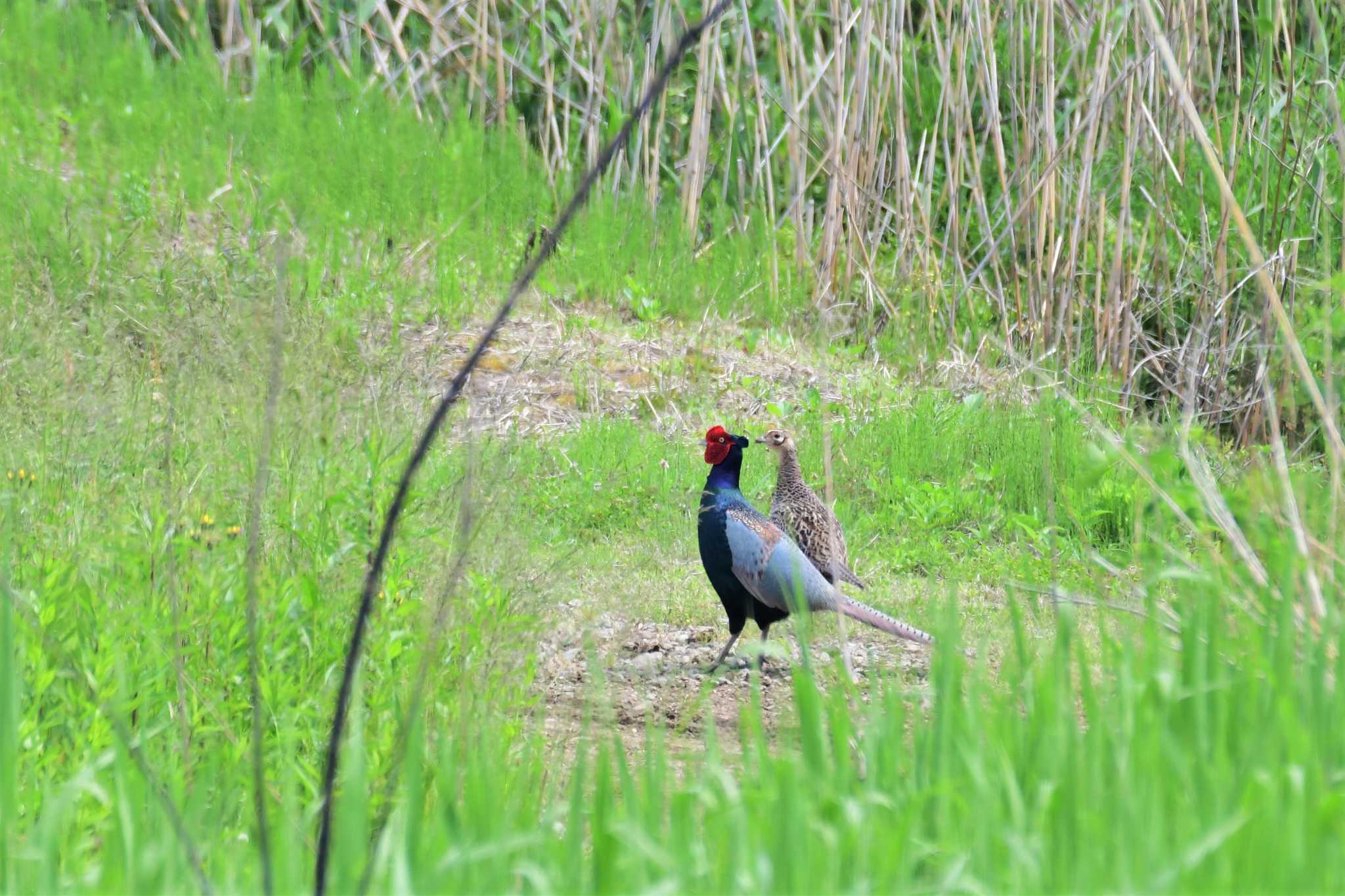 Photo of Green Pheasant at 邑知潟 by Semal