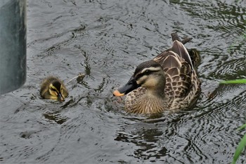 Eastern Spot-billed Duck 高岡市 Mon, 5/18/2020