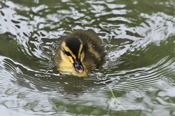 Eastern Spot-billed Duck 高岡市 Mon, 5/18/2020