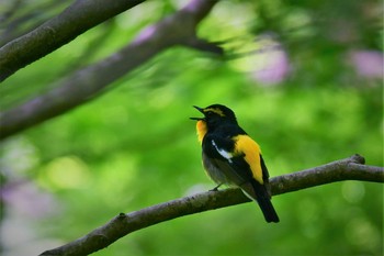 Wed, 5/20/2020 Birding report at 若山ダム(石川県珠洲市)