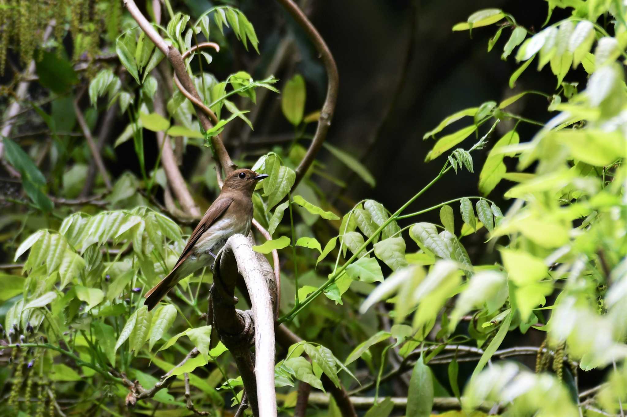 Photo of Blue-and-white Flycatcher at 若山ダム(石川県珠洲市) by Semal