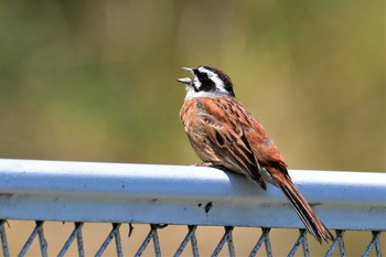 Meadow Bunting 古洞ダム(富山県富山市) Mon, 5/11/2020