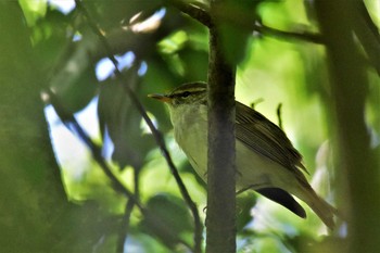 Japanese Leaf Warbler 古洞ダム(富山県富山市) Mon, 5/11/2020