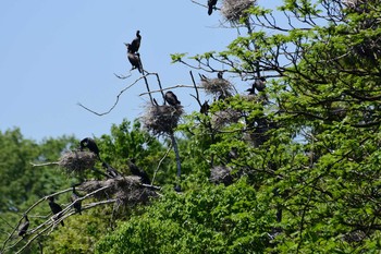 Great Cormorant 古洞ダム(富山県富山市) Mon, 5/11/2020