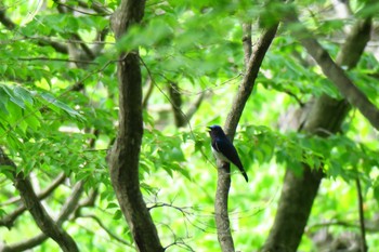 Blue-and-white Flycatcher 平筒沼(宮城県登米市) Fri, 5/6/2016