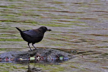 Brown Dipper 宮島峡(富山県小矢部市) Tue, 5/5/2020