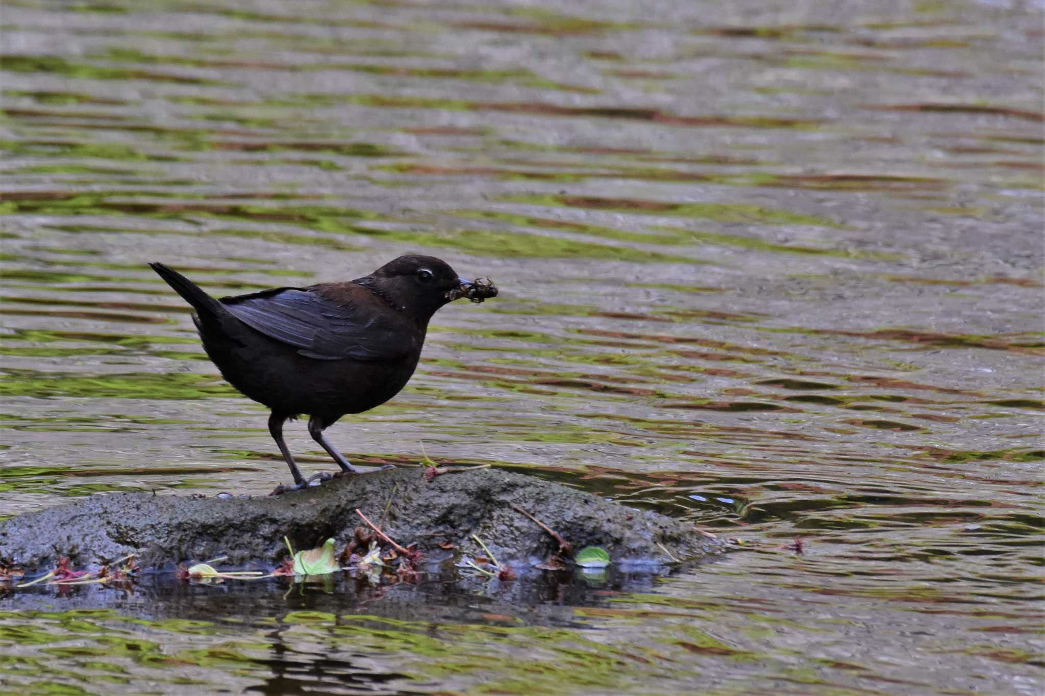 Brown Dipper