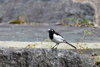 セグロセキレイ 宮島峡(富山県小矢部市) 2020年5月5日(火)