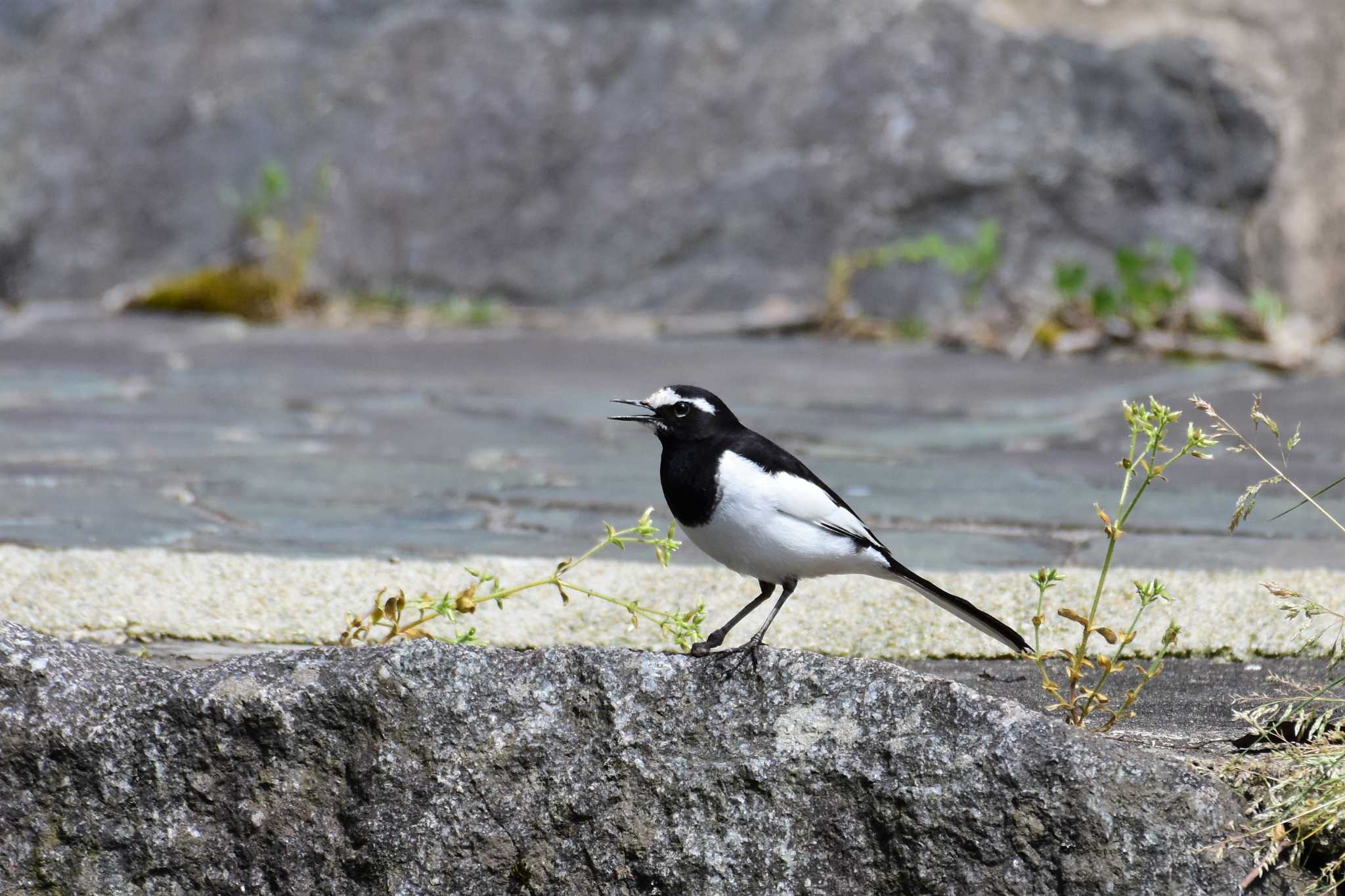 Japanese Wagtail