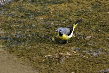 Grey Wagtail 宮島峡(富山県小矢部市) Tue, 5/5/2020