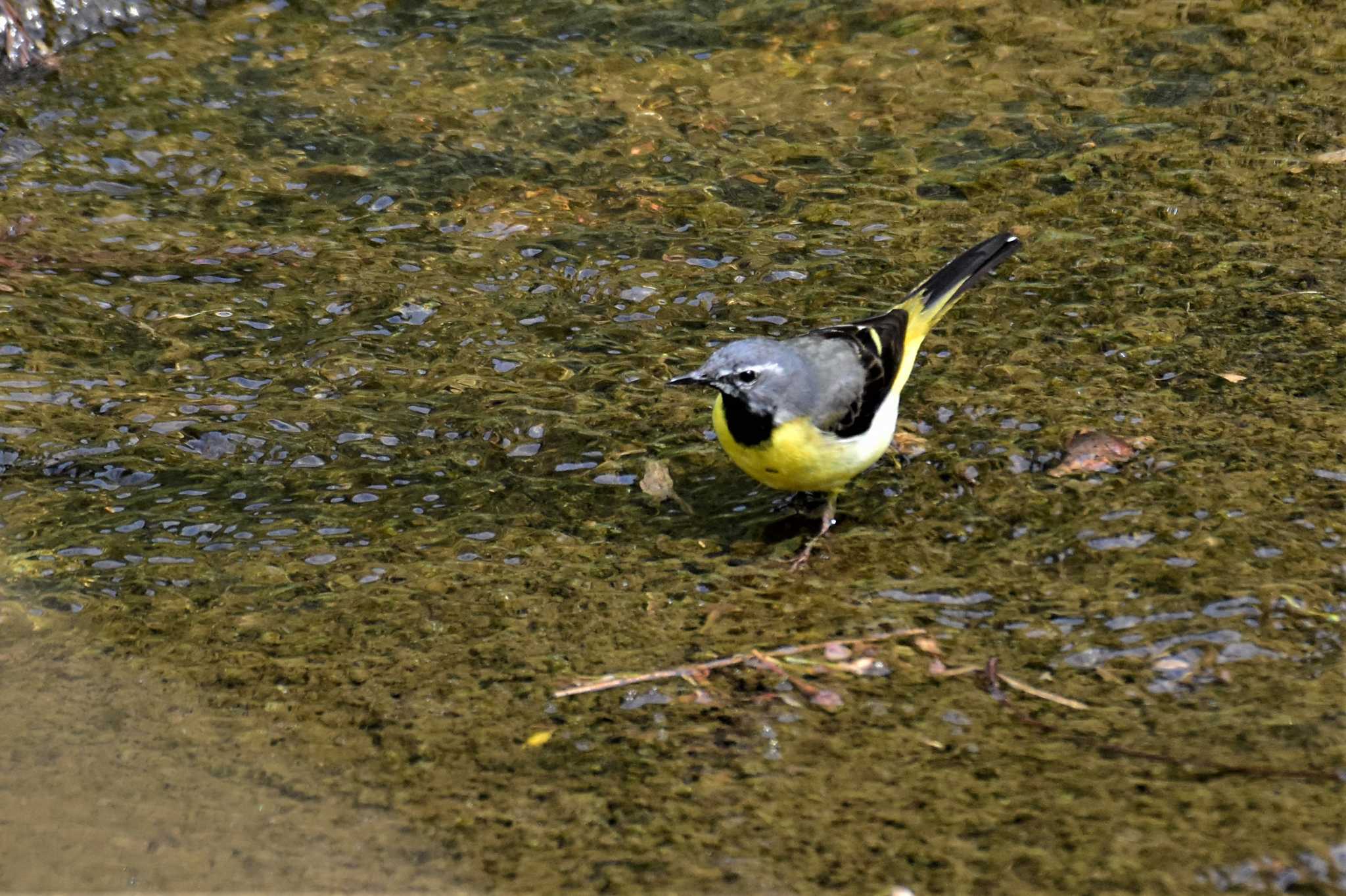 Photo of Grey Wagtail at 宮島峡(富山県小矢部市) by Semal