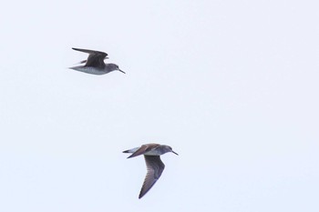 Grey-tailed Tattler 黒部川河口(富山県黒部市) Sun, 5/3/2020