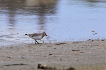 Red-necked Stint 黒部川河口(富山県黒部市) Sun, 5/3/2020