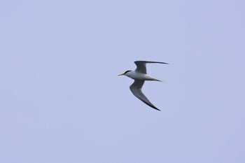 Sun, 5/3/2020 Birding report at 黒部川河口(富山県黒部市)