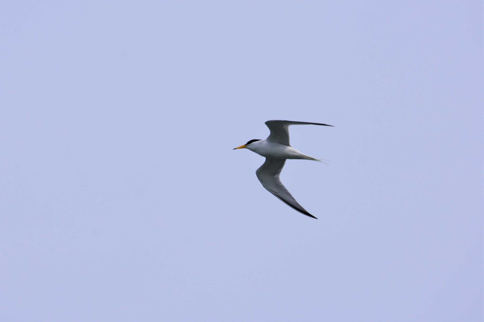 Photo of Little Tern at 黒部川河口(富山県黒部市) by Semal