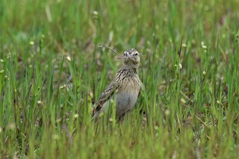 Eurasian Skylark 黒部川河口(富山県黒部市) Sun, 5/3/2020