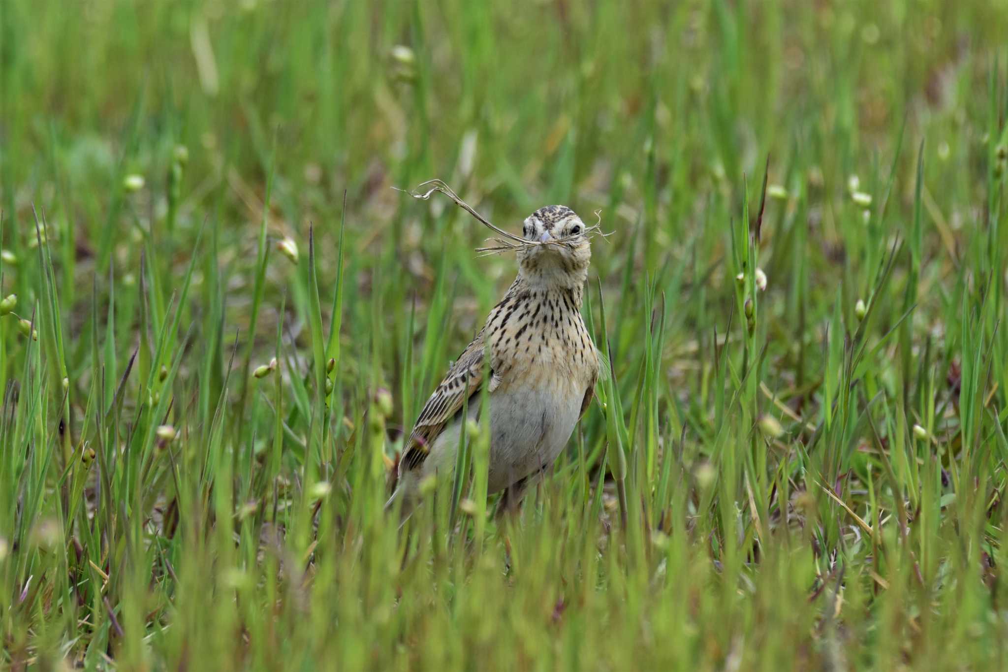 Eurasian Skylark