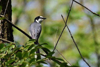 サンショウクイ 古洞ダム(富山県富山市) 2020年5月1日(金)