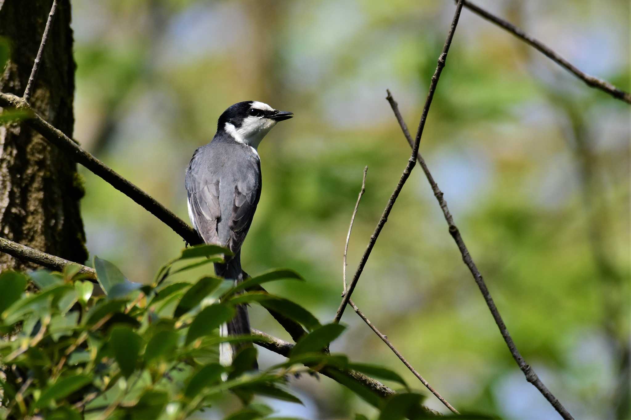 Photo of Ashy Minivet at 古洞ダム(富山県富山市) by Semal