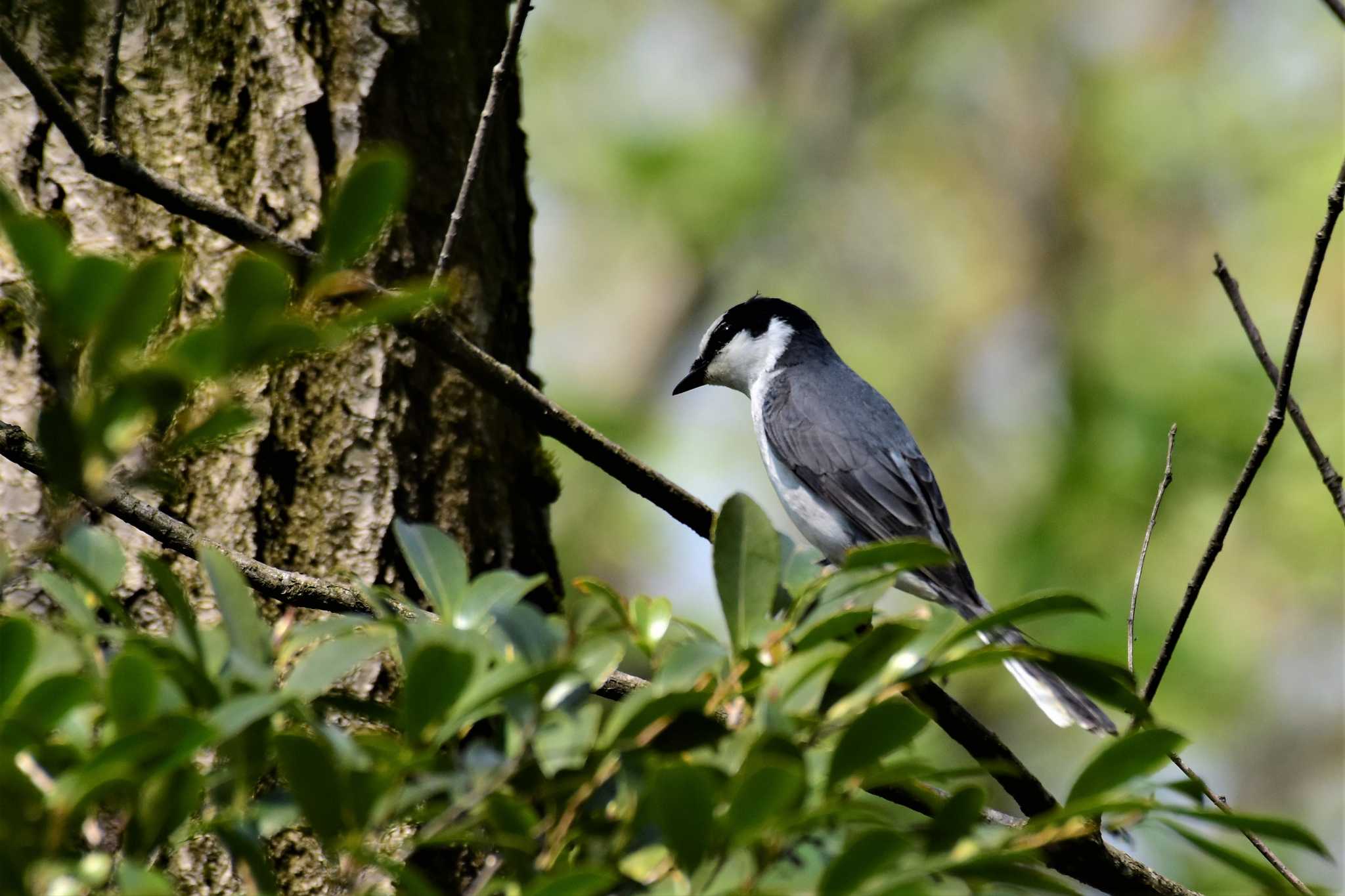 古洞ダム(富山県富山市) サンショウクイの写真 by Semal