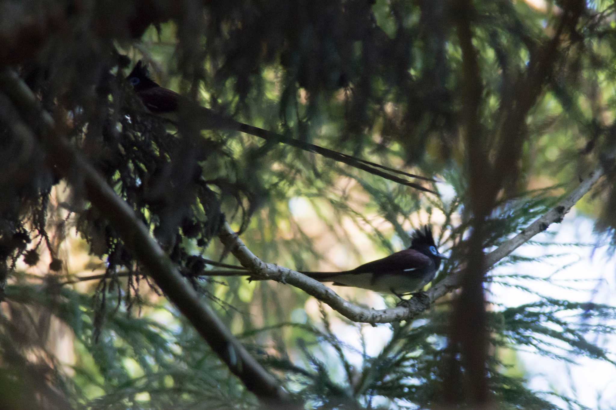 Photo of Black Paradise Flycatcher at 兵庫県 by Tanago Gaia (ichimonji)