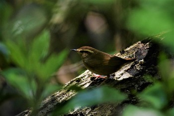 Asian Stubtail 古洞ダム(富山県富山市) Fri, 5/1/2020