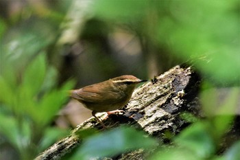 ヤブサメ 古洞ダム(富山県富山市) 2020年5月1日(金)