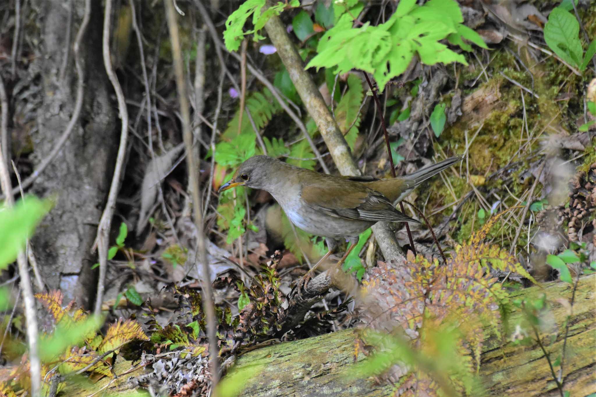 Photo of Pale Thrush at 古洞ダム(富山県富山市) by Semal