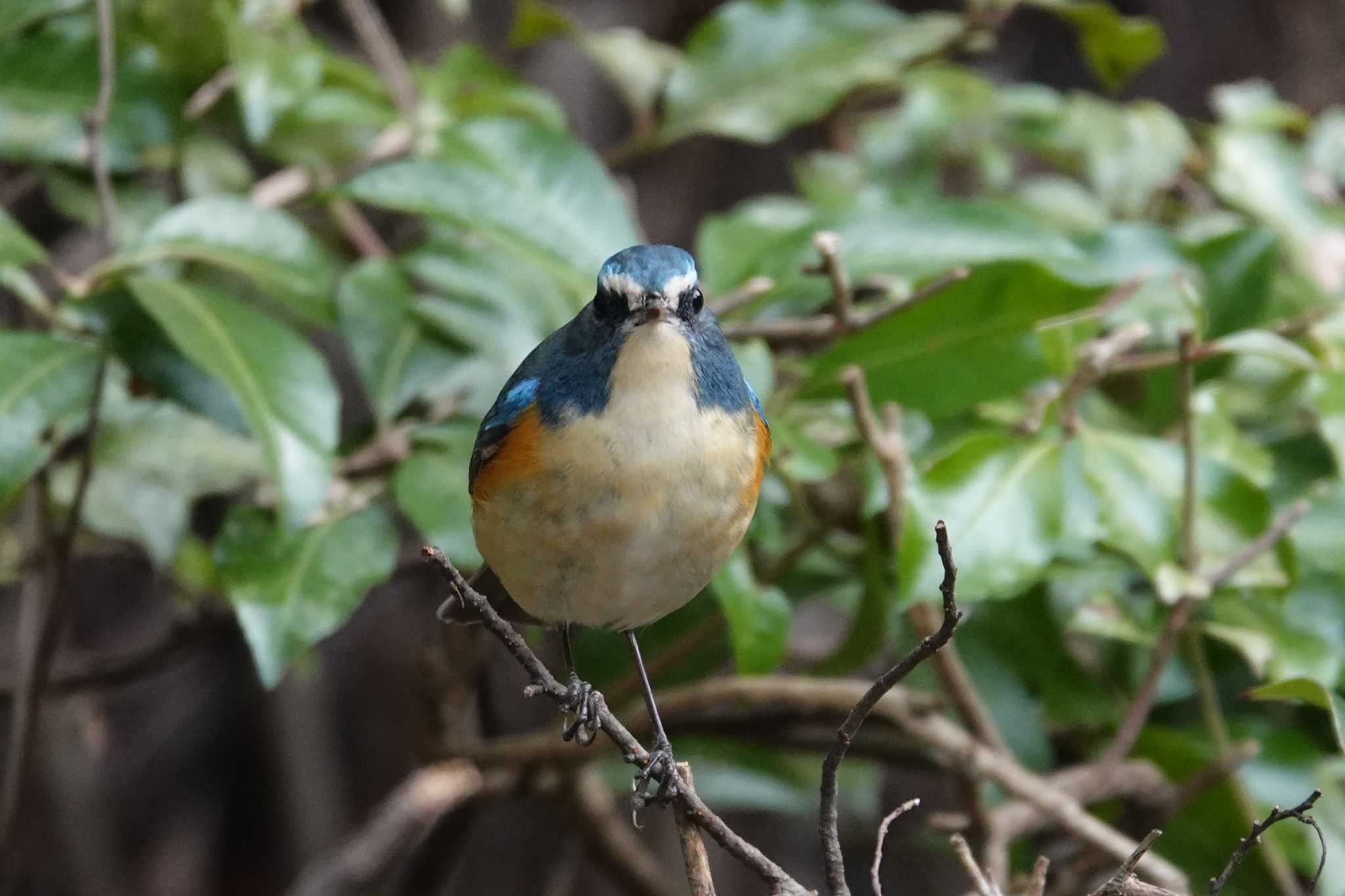 埼玉県 ルリビタキの写真 by どばと