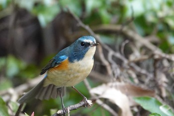 2020年2月12日(水) 埼玉県の野鳥観察記録