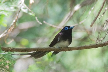 サンコウチョウ 兵庫県 2016年5月5日(木)