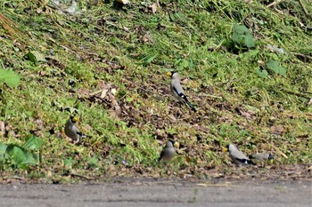 Japanese Grosbeak 五位ダム(富山県高岡市) Wed, 4/29/2020