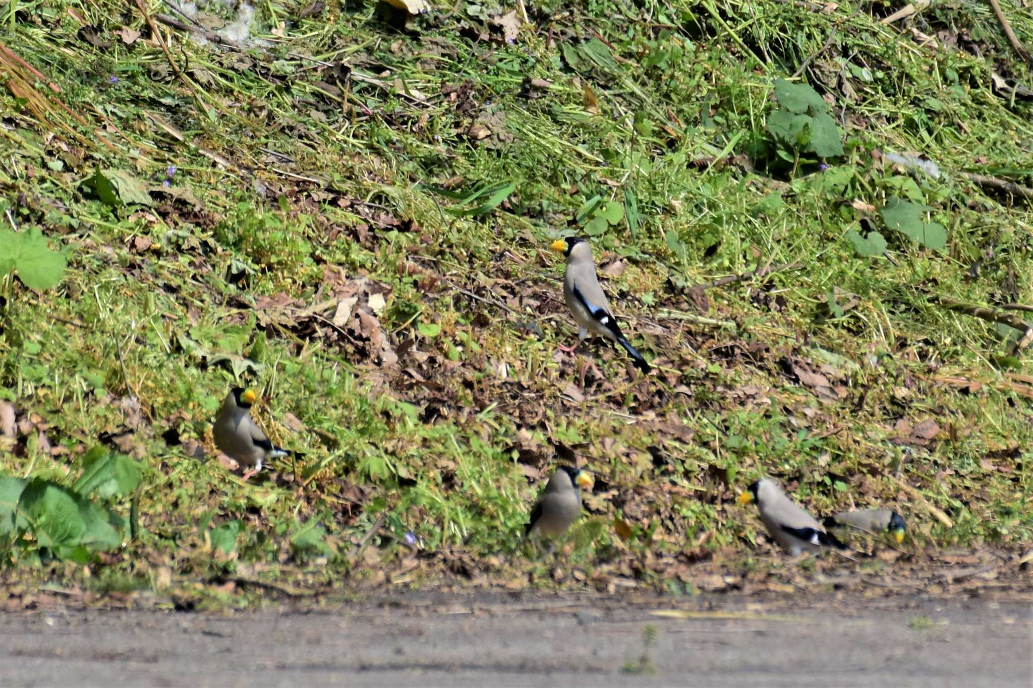 Photo of Japanese Grosbeak at 五位ダム(富山県高岡市) by Semal