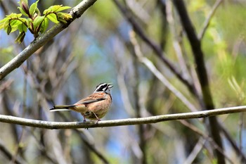 Meadow Bunting 五位ダム(富山県高岡市) Wed, 4/29/2020